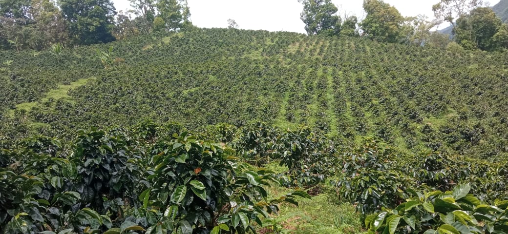 Colombia Fully Washed Espresso Roast